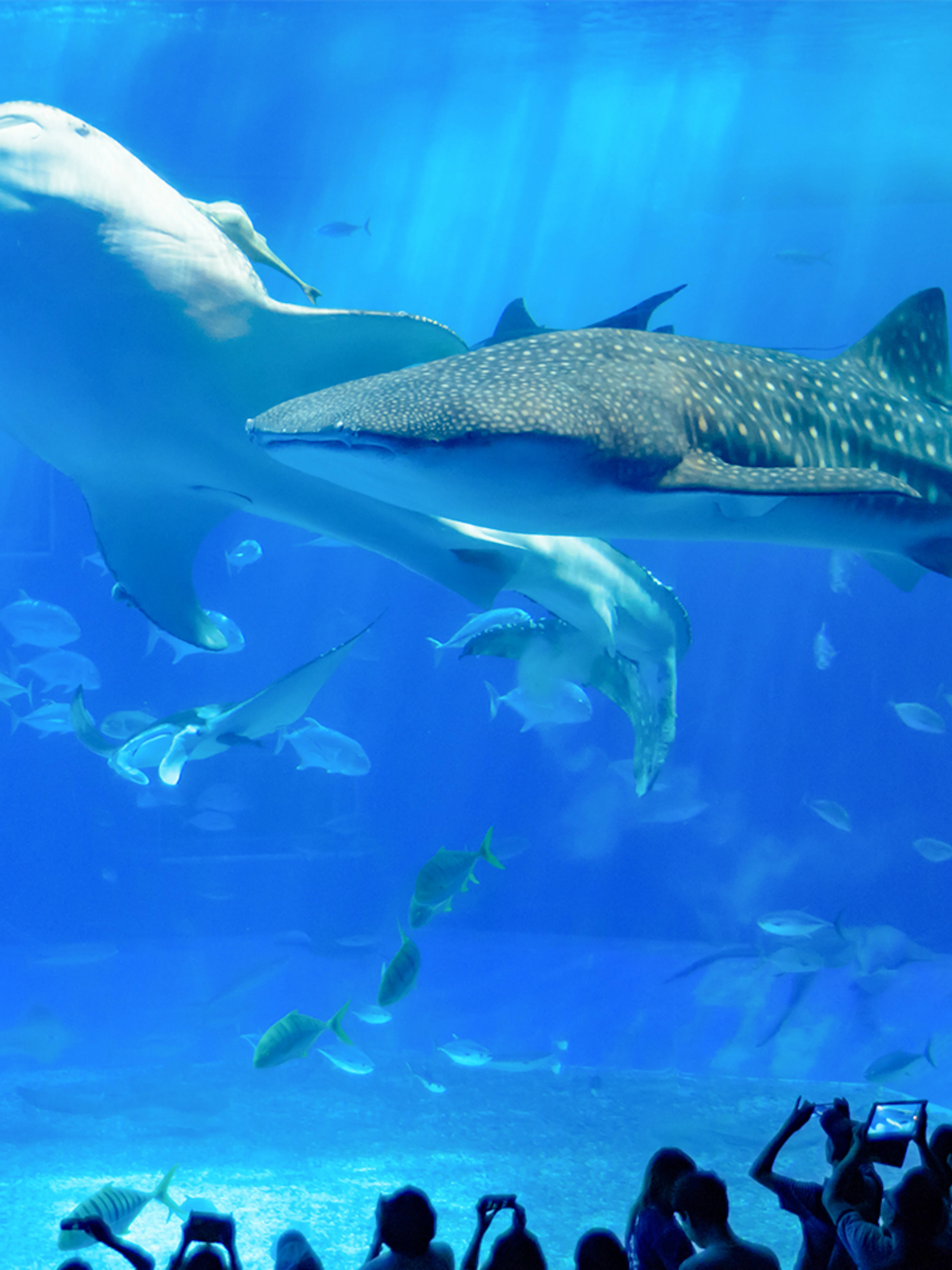 Visitors observing a whale shark at Churaumi Aquarium, Okinawa.