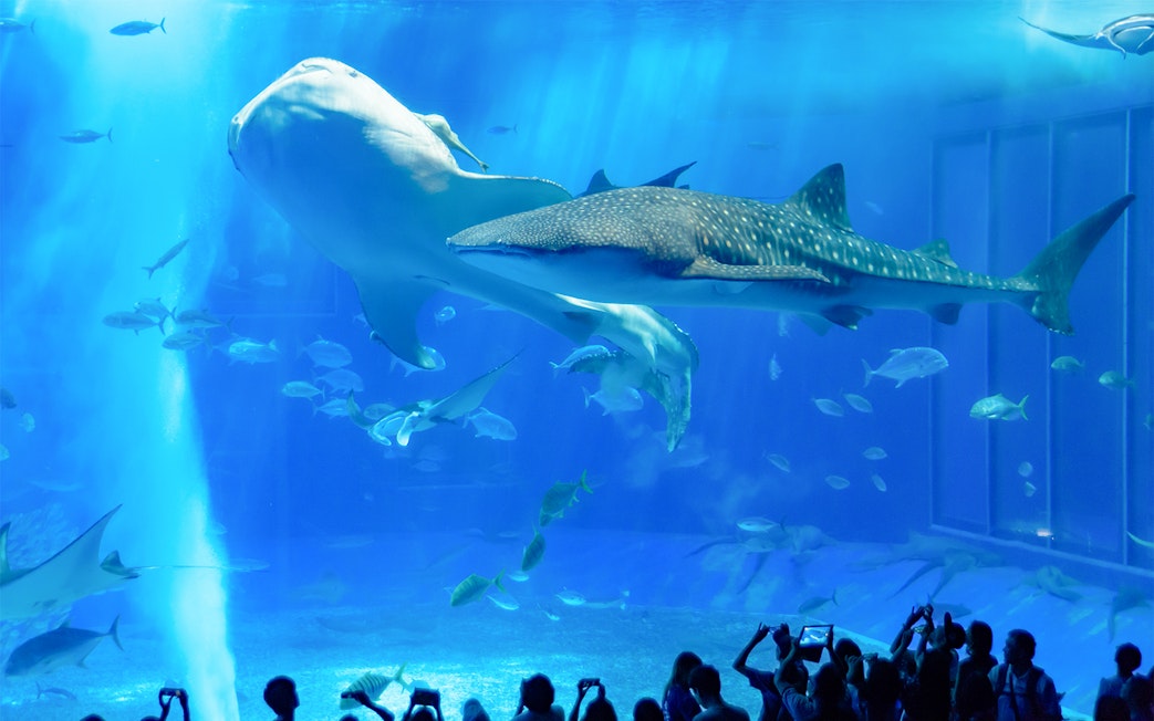 Visitors observing a whale shark at Churaumi Aquarium, Okinawa.