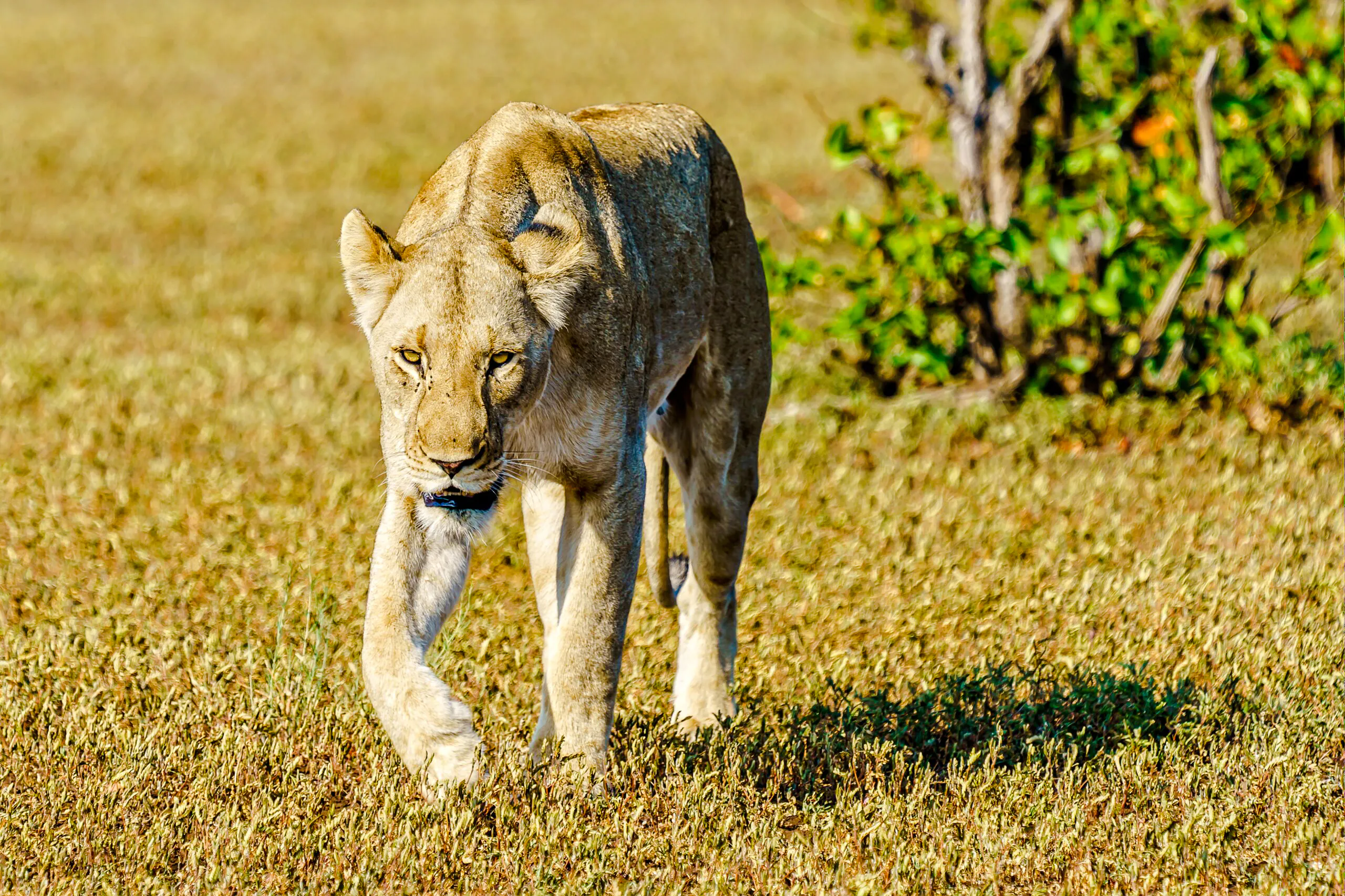 6-Day Tanzania Safari: Serengeti and Ngorongoro Crater Image 3
