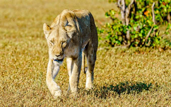 6-day tanzania safari: serengeti and ngorongoro crater-3