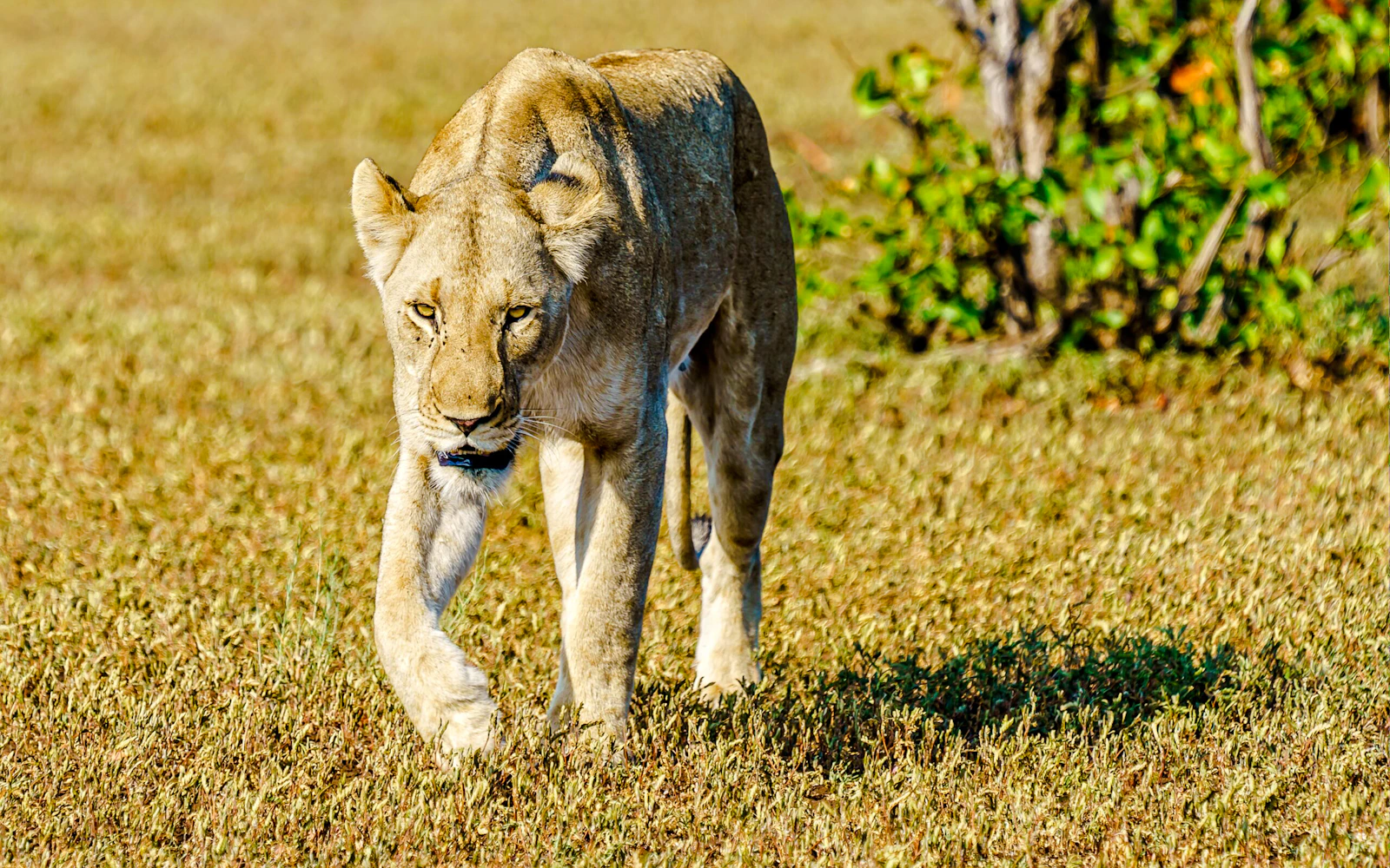 6-Day Tanzania Safari: Serengeti and Ngorongoro Crater Image 3