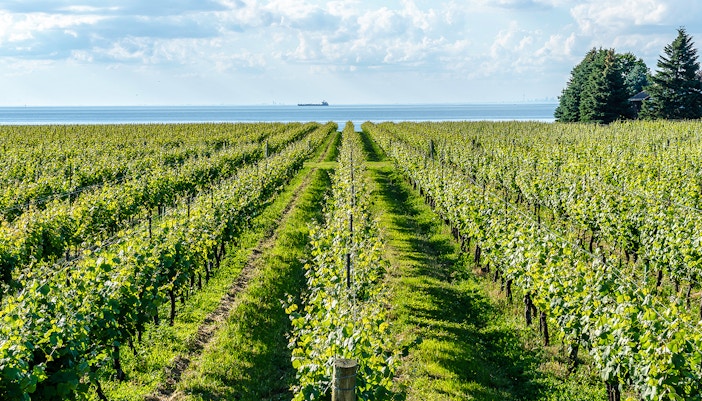 Vineyard in Niagara-on- the- lake, Ontario, Canada with Lake Ontario in background.