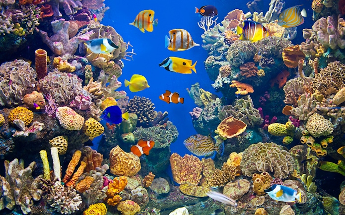 Colorful fish swimming among coral reefs at Aquarium Barcelona.