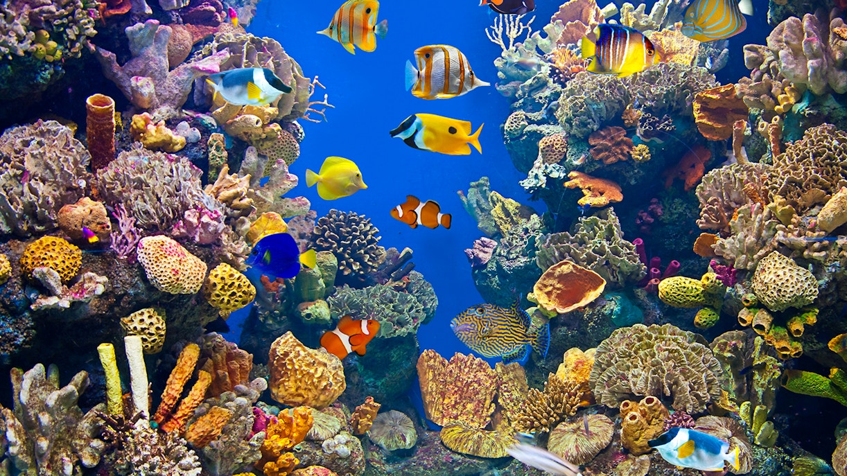Malta National Aquarium Tickets
