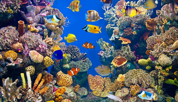 Oceanarium of Barcelona Museum