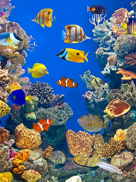 Colorful fish swimming among coral reefs at Aquarium Barcelona.