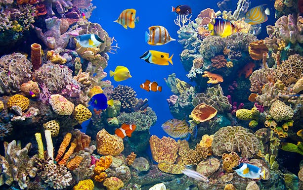 Colorful fish swimming among coral reefs at Aquarium Barcelona.
