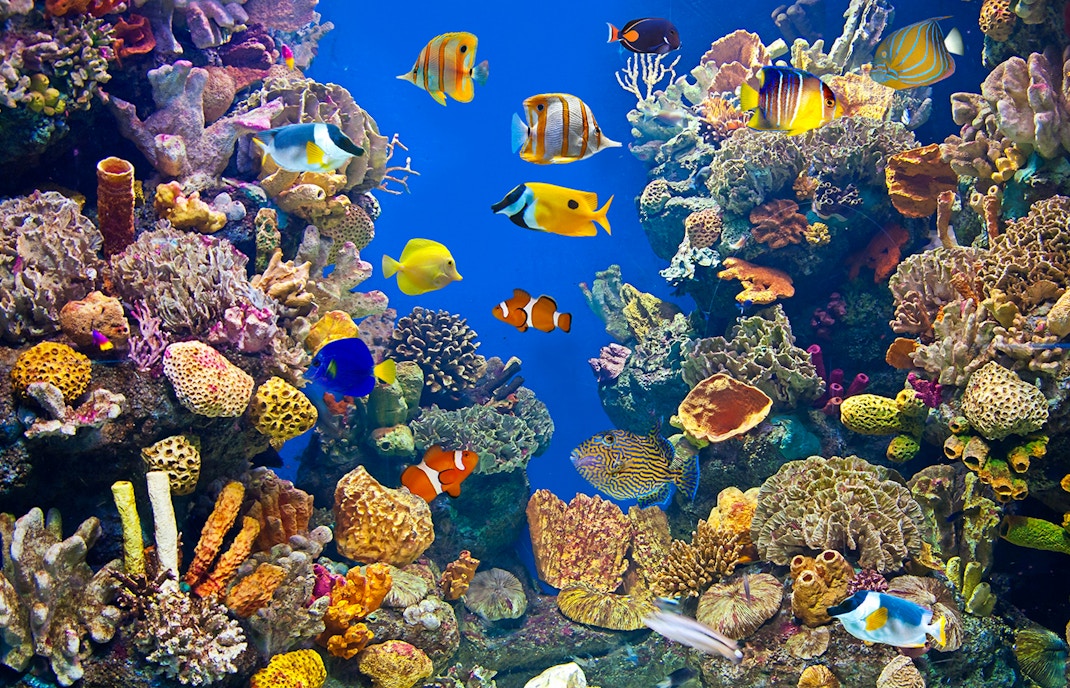 Georgia Aquarium Manta Ray