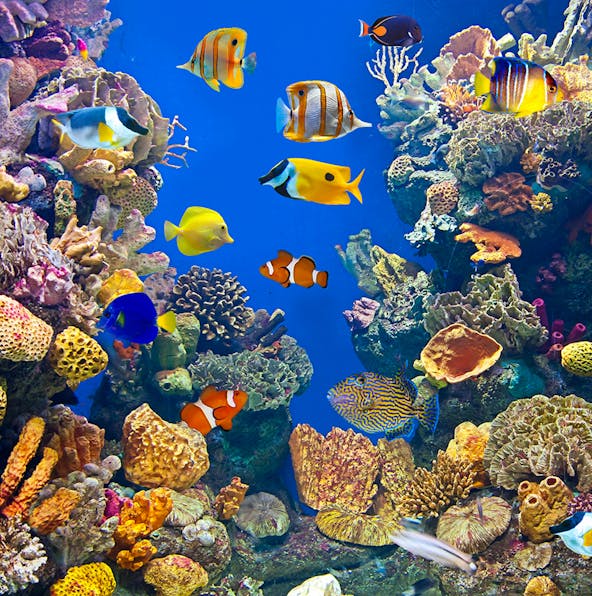 Plan your perfect visit to Barcelona Aquarium