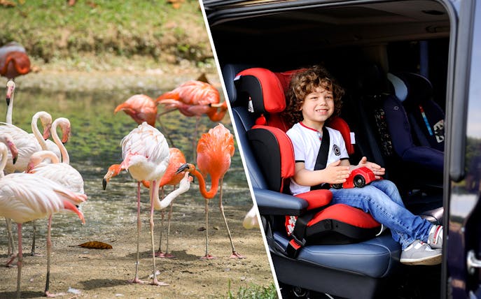 Flamingos at Zoo Negara and child in car seat for round trip transfer.