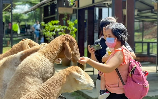 Visitors feeding sheep at G2G Animal Garden.