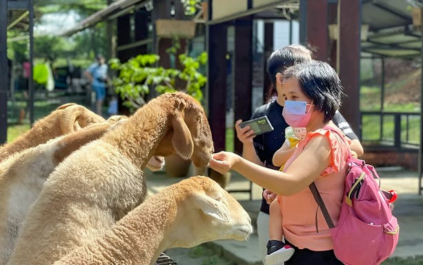Visitors feeding sheep at G2G Animal Garden.
