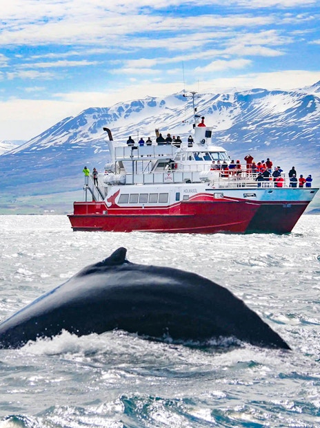 Whale diving near tour boat in Akureyri with snowy mountains in the background.