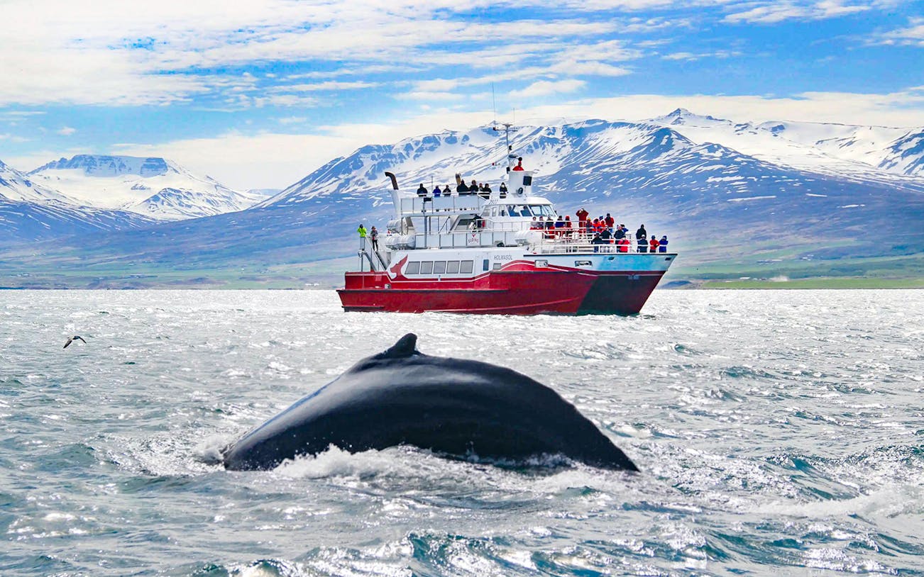 Whale diving near tour boat in Akureyri with snowy mountains in the background.