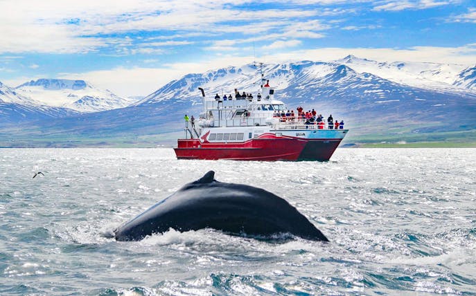 Whale diving near tour boat in Akureyri with snowy mountains in the background.