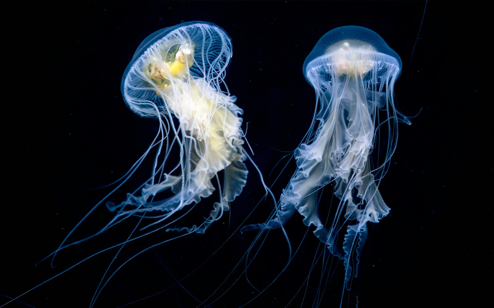 Fried Egg Sea Jelly at an aquarium