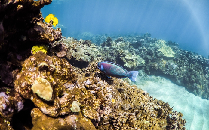 Colorful fish swimming near coral reef during snorkel tour in Maui, Hawaii.