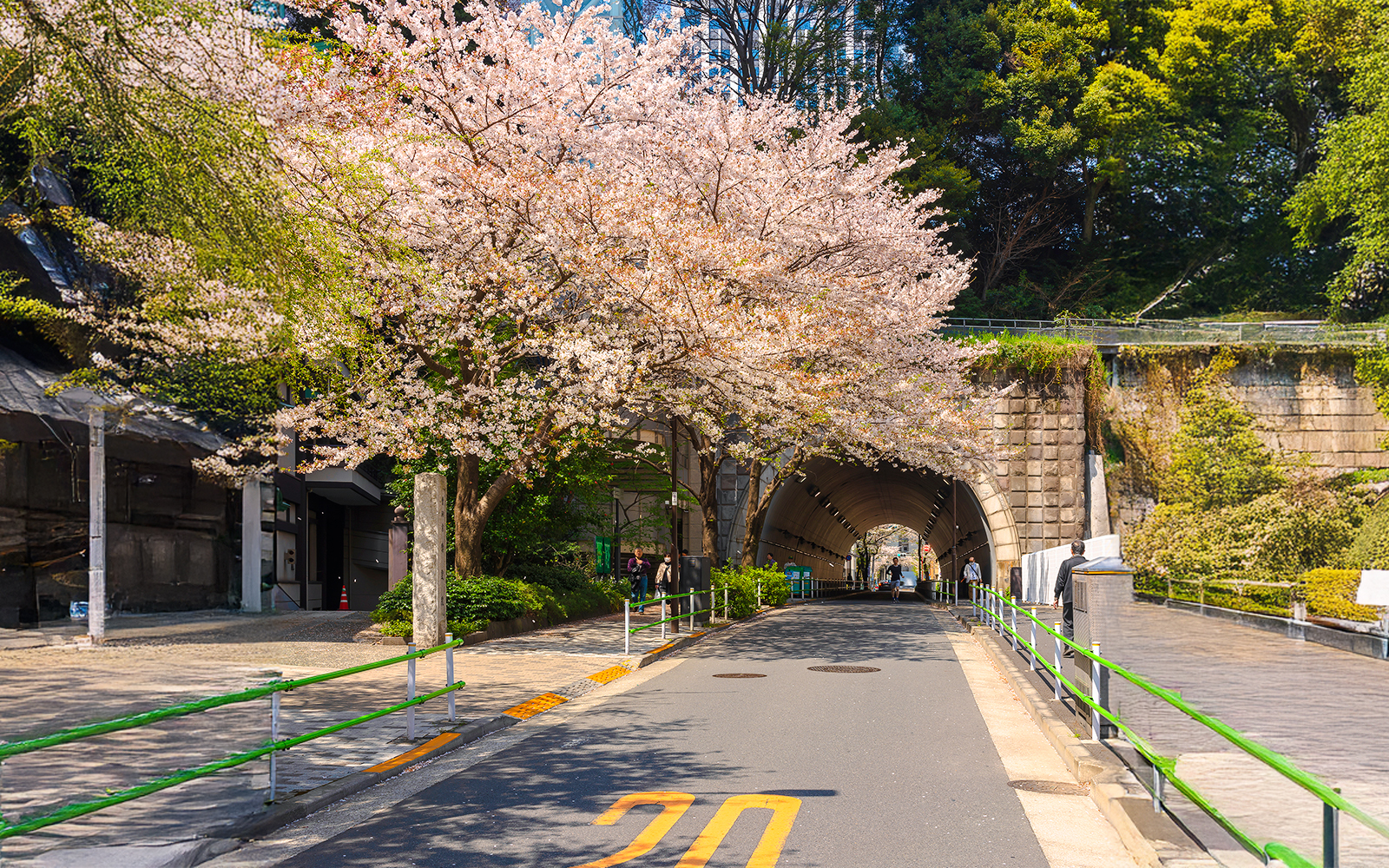 Cherry blossoms along Atago promenade with a tunnel entrance in the background.