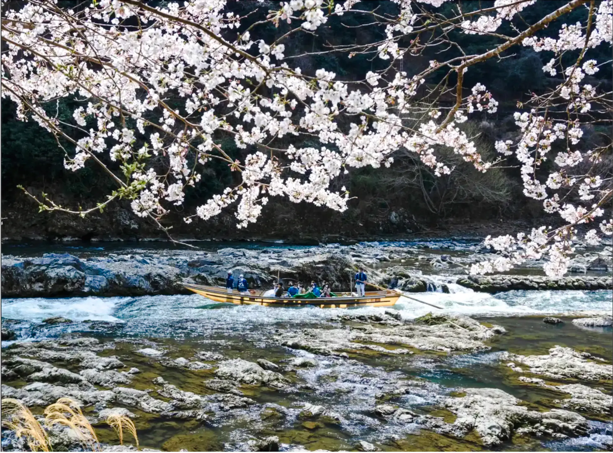 Boat on Hozugawa River with cherry blossoms, Arashiyama, Kyoto.