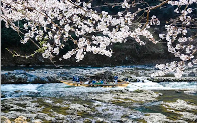 Boat on Hozugawa River with cherry blossoms, Arashiyama, Kyoto.