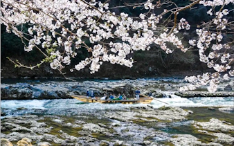 Boat on Hozugawa River with cherry blossoms, Arashiyama, Kyoto.