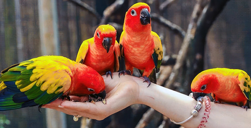 Bird Park Phuket Tickets