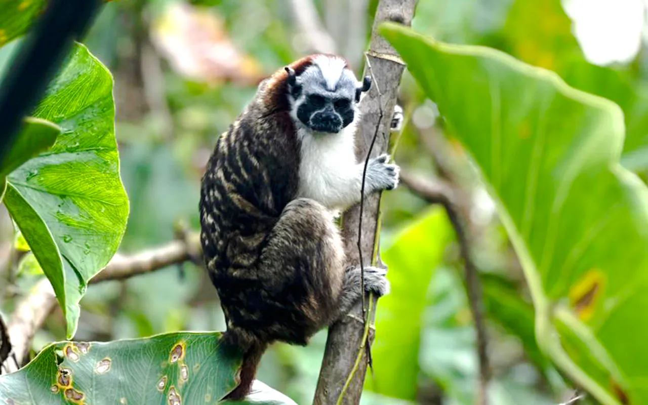 Tamarin monkey on a tree branch in Monkey Island, Panama City.