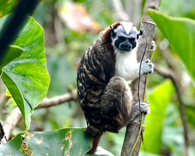 From Panama City: Monkey Island Guided Boat Tour With Hotel Transfers (Product 55816)