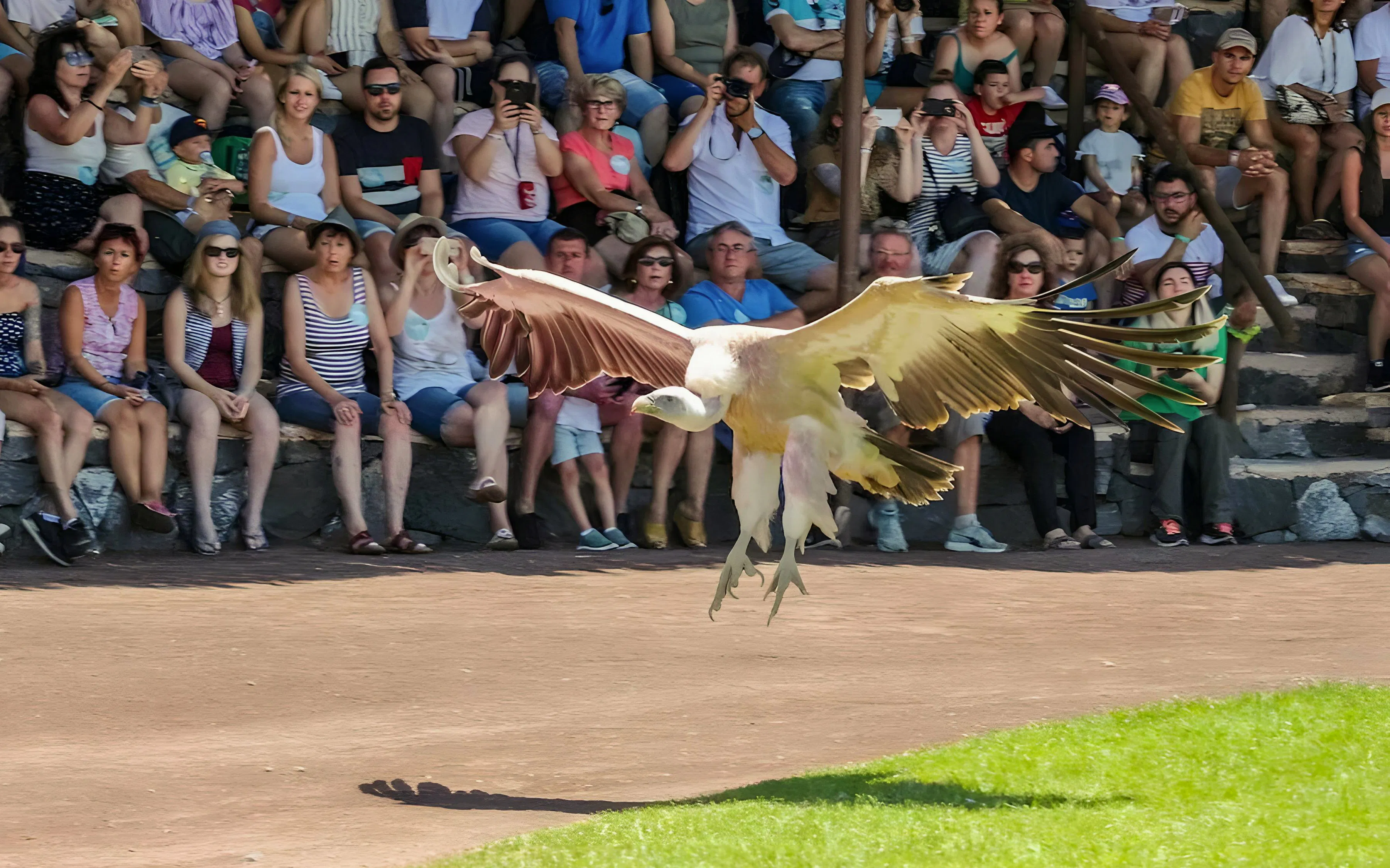 Bird performing at Oasis Wildlife bird show with audience watching.