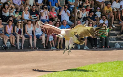 Bird performing at Oasis Wildlife bird show with audience watching.