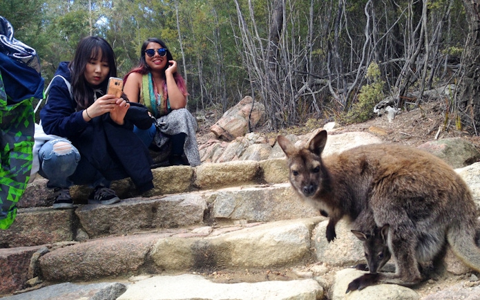 Visitors observing a wallaby with a joey on a stone path at Wineglass Bay, Tasmania.