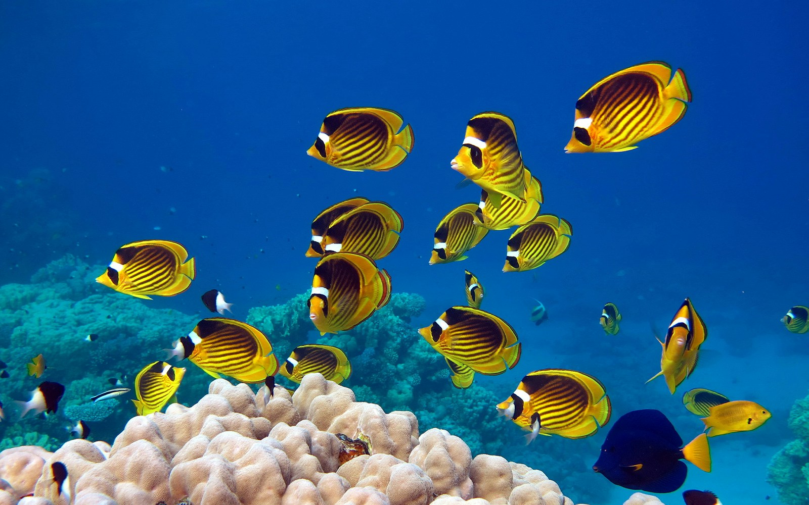 Butterfly fish swimming over coral reef in clear blue water.