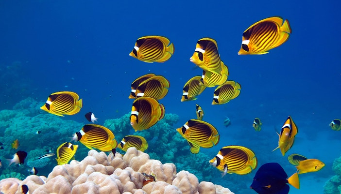 Indo-Pacific Barrier Reef