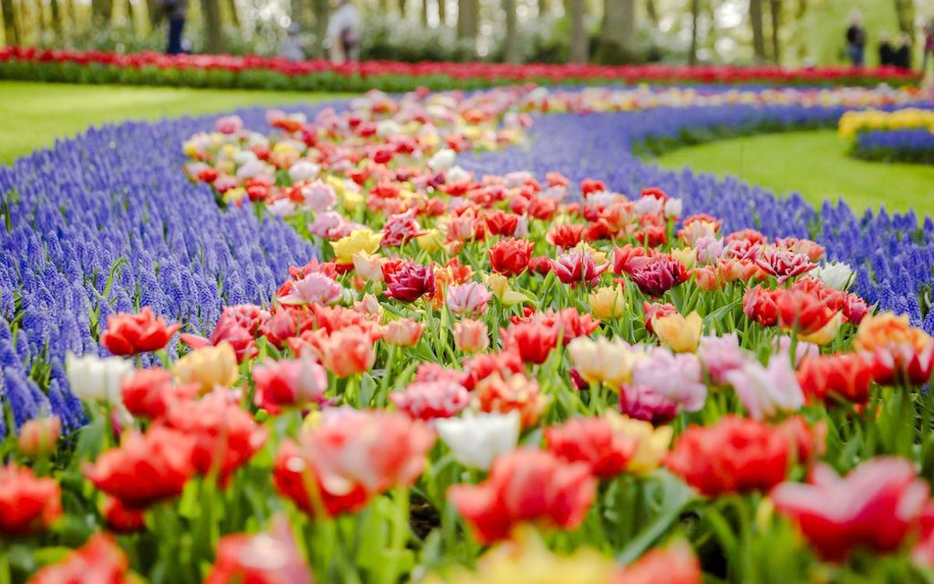 Tulips and hyacinths in bloom at Keukenhof Gardens, Netherlands.