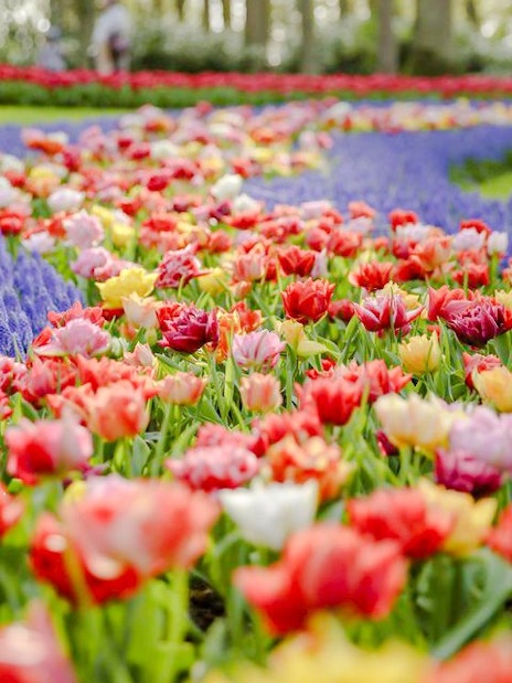 Tulips and hyacinths in bloom at Keukenhof Gardens, Netherlands.