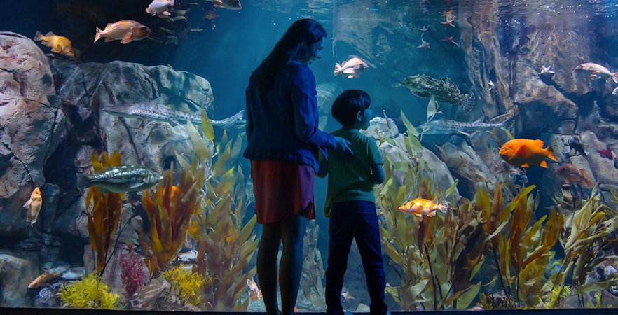 Acvariul din Pacific