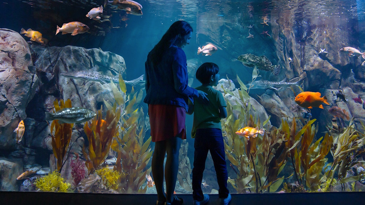 Aquarium of the Pacific in Los Angeles showcasing diverse marine life