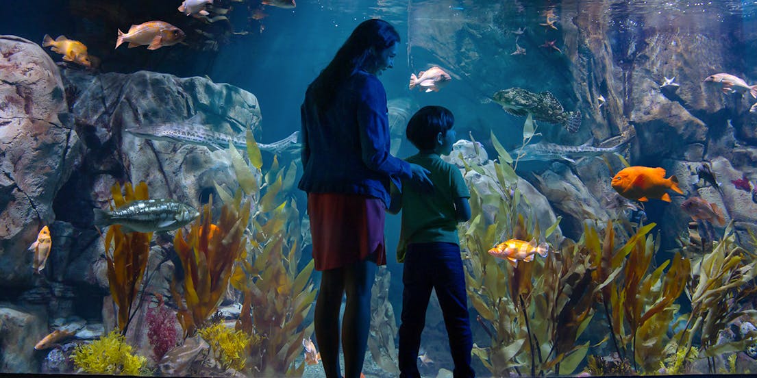 Aquarium van de Stille Oceaan