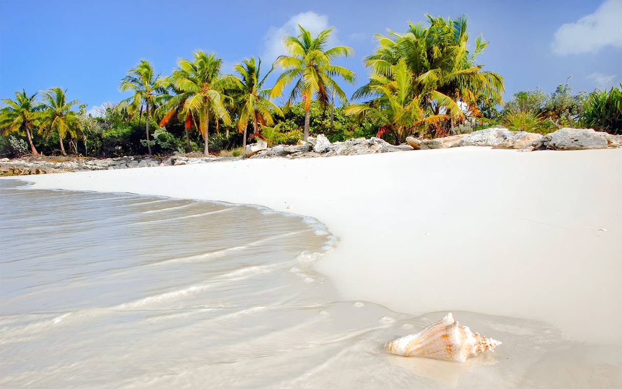 Bimini beach with palm trees and a conch shell on the sand, Bahamas.