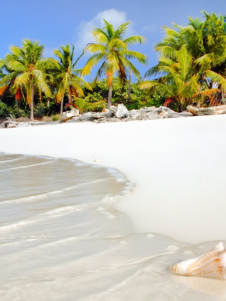 Bimini beach with palm trees and a conch shell on the sand, Bahamas.