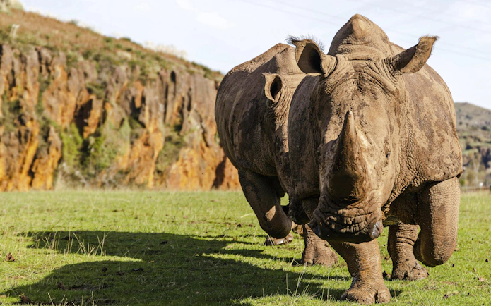 Two rhinos running in a green meadow at Cabarceno Natural Park, Cantabria, Spain.