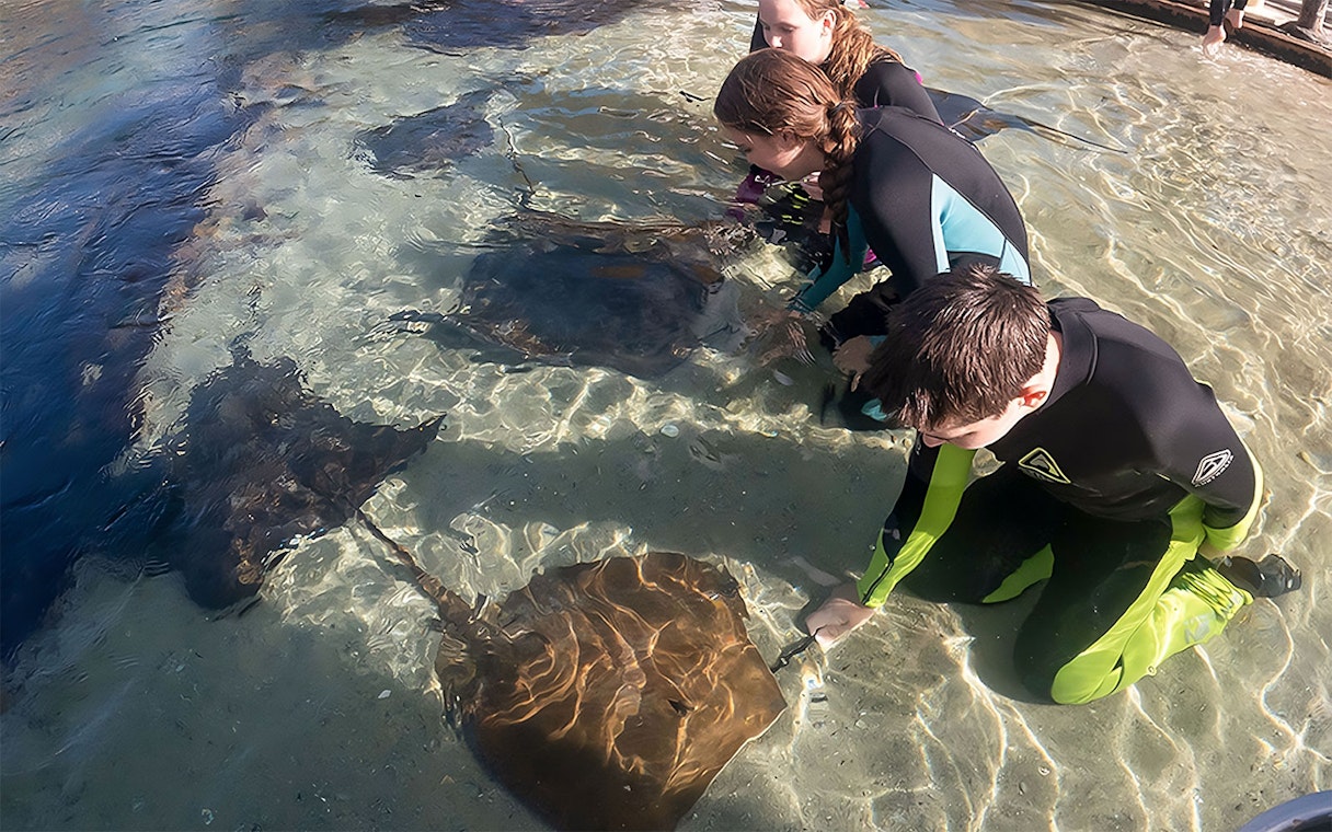Visitors interacting with stingrays in shallow water at Irukandji, Australia.