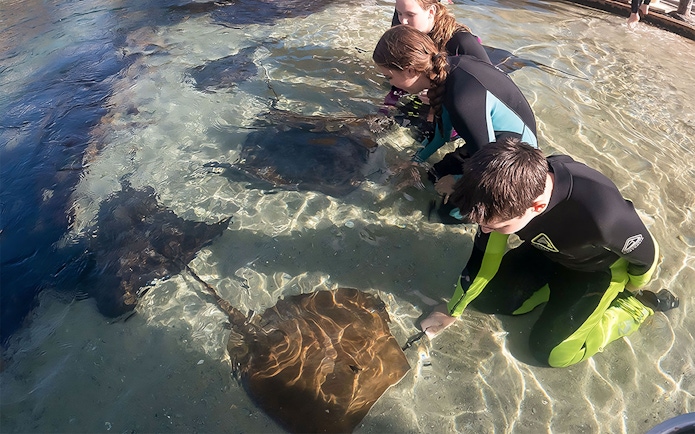 Visitors interacting with stingrays in shallow water at Irukandji, Australia.
