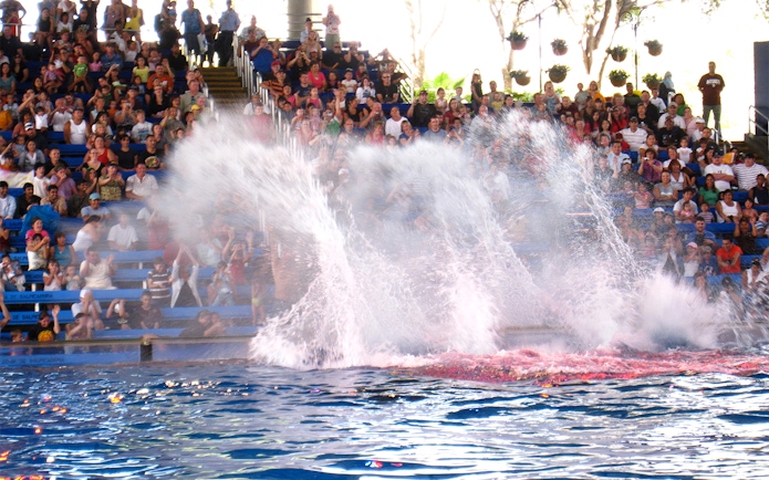 Orca splashing water during a show at SeaWorld San Antonio, Texas.