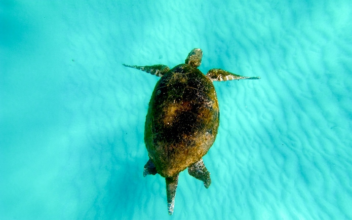 Sea turtle swimming in clear waters of Moreton Island during snorkeling tour.