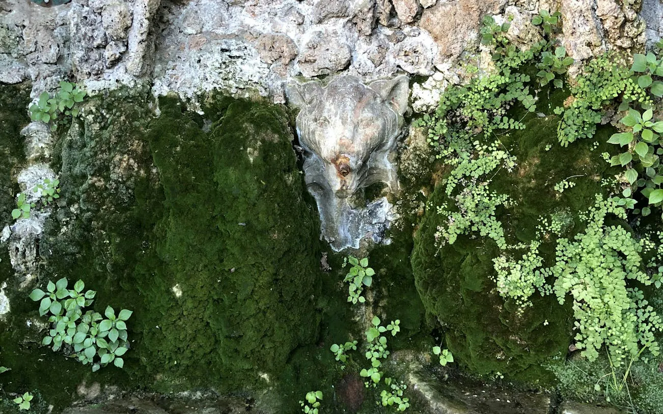 Stone gargoyle with moss and plants on a wall in Barcelona.