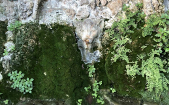 Stone gargoyle with moss and plants on a wall in Barcelona.