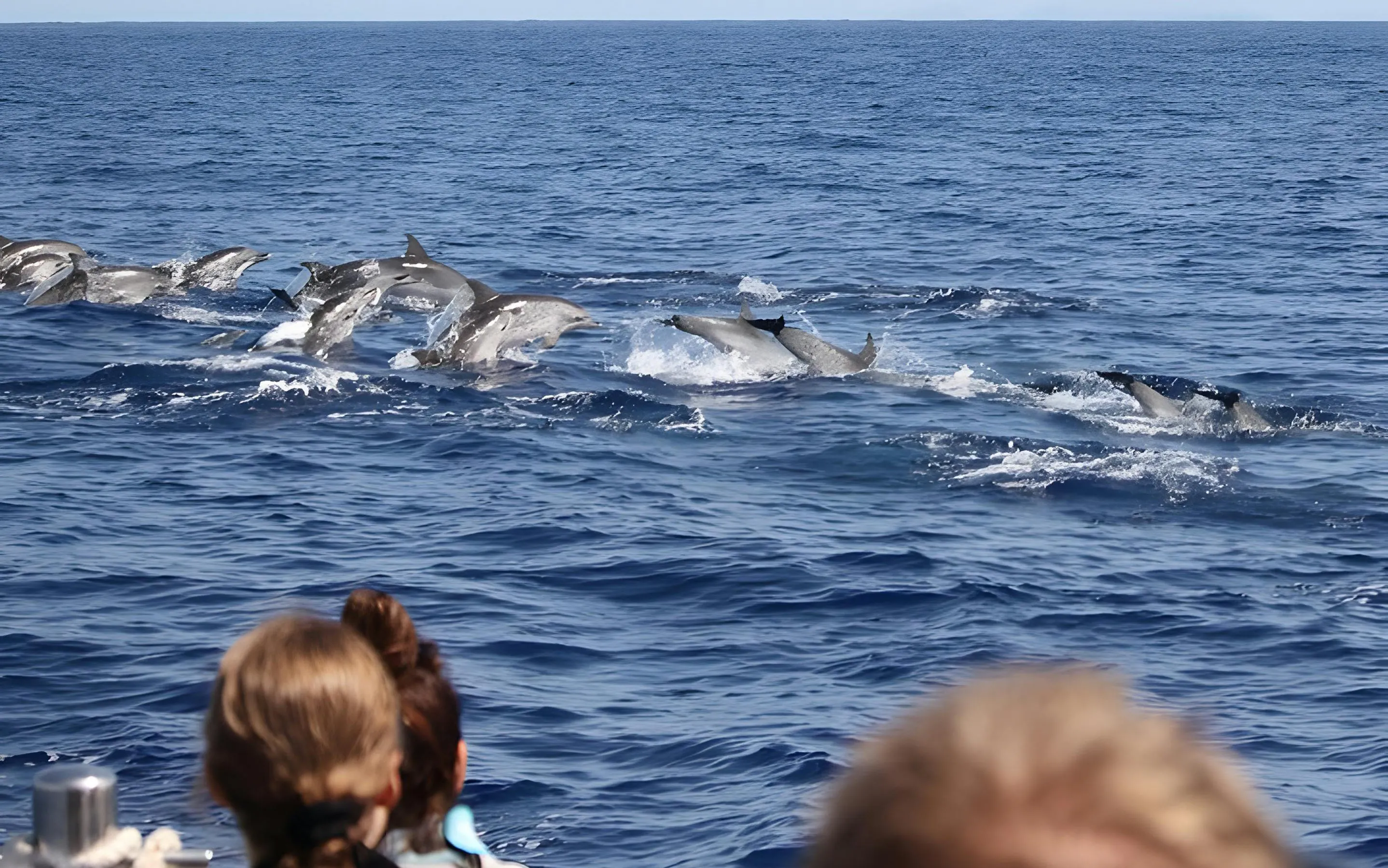 Dolphins swimming near a speedboat during a Madeira whale watching tour.