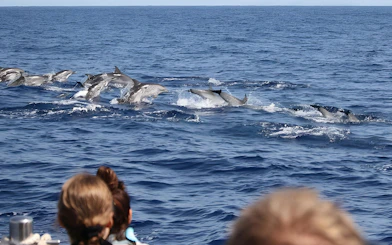 Dolphins swimming near a speedboat during a Madeira whale watching tour.
