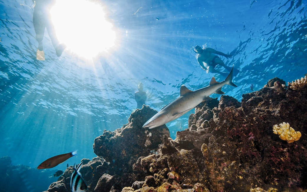 Snorkelers swimming with a shark over coral reefs at Kuata Island, Fiji.